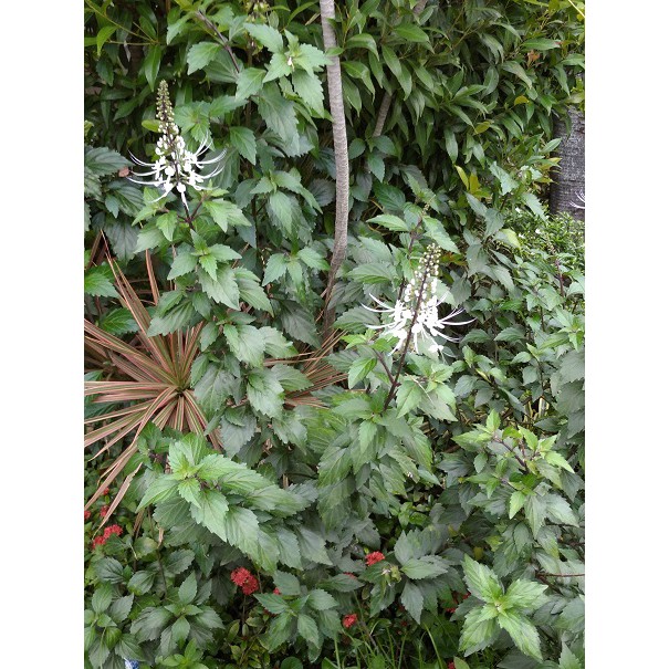 Detail Gambar Daun Remujung Nomer 3