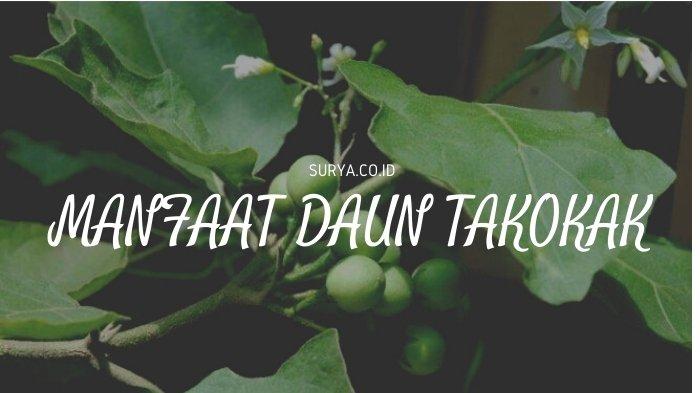 Detail Gambar Daun Rimbang Nomer 18