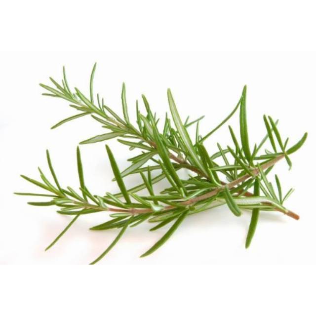 Detail Gambar Daun Rosemary Nomer 15