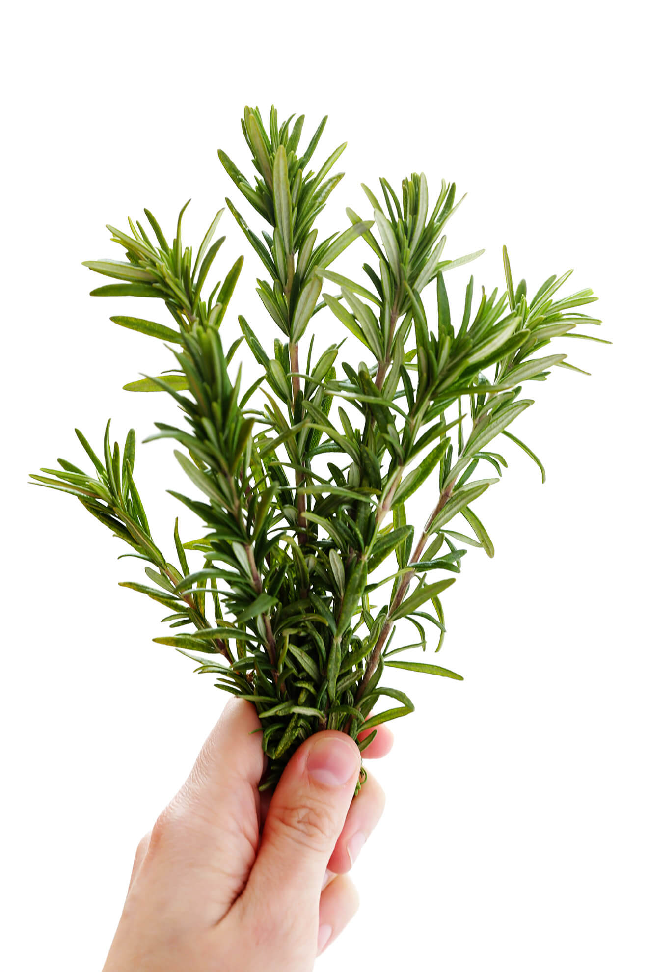 Detail Gambar Daun Rosemary Nomer 25