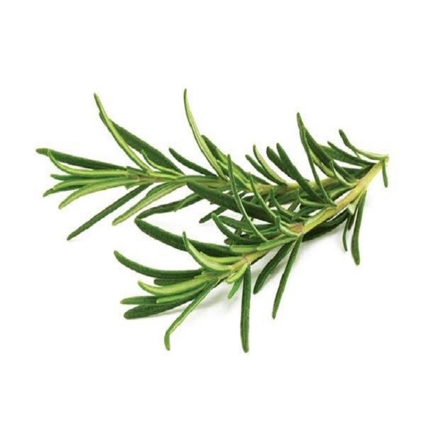 Detail Gambar Daun Rosemary Nomer 29