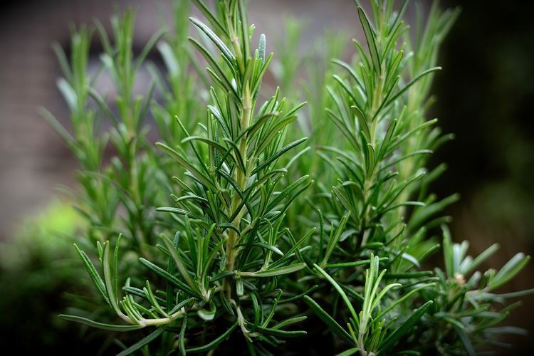 Detail Gambar Daun Rosemary Nomer 8