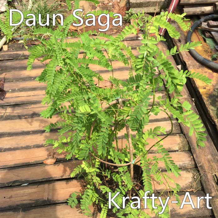 Detail Gambar Daun Saga Nomer 53