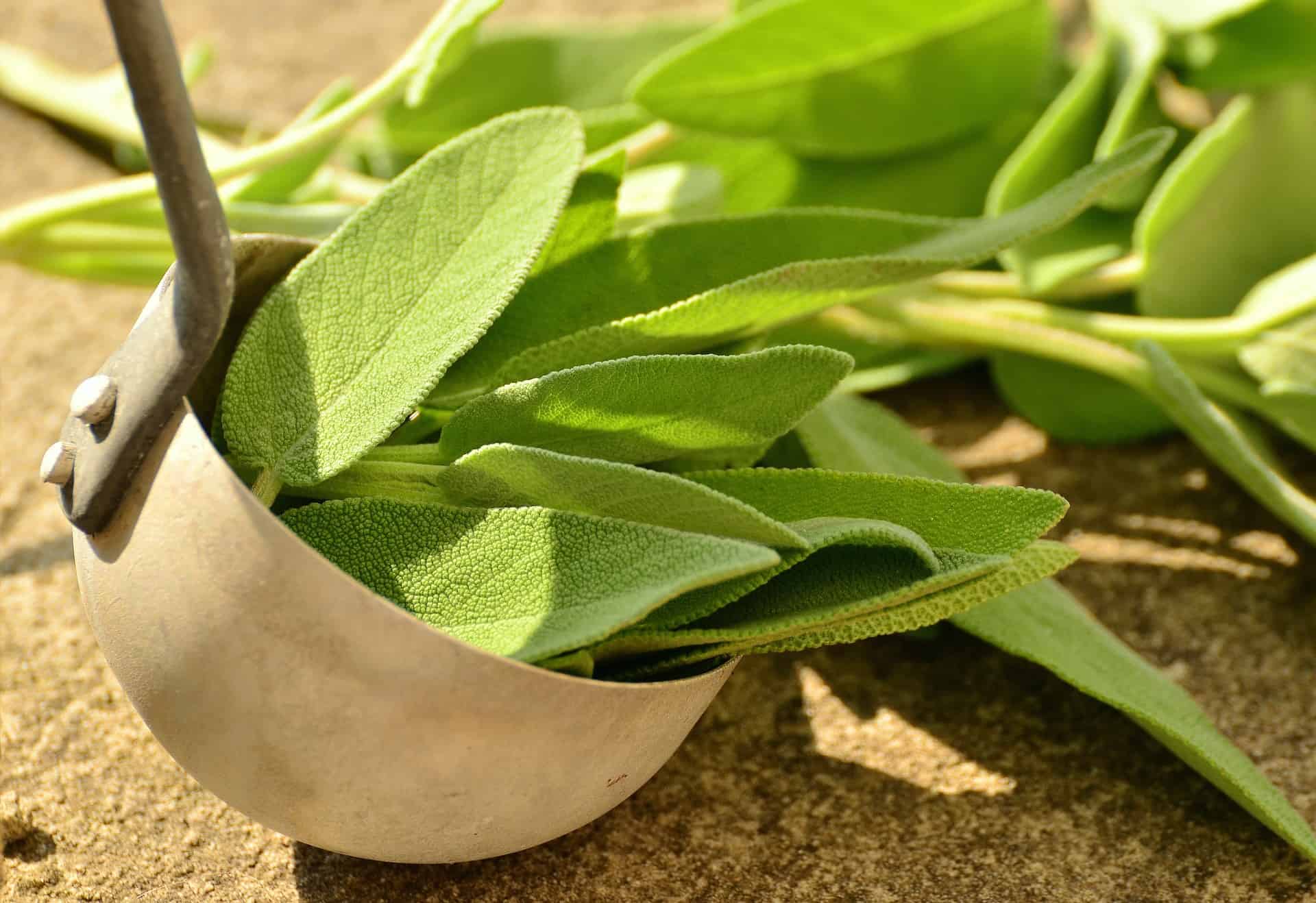 Gambar Daun Sage - KibrisPDR