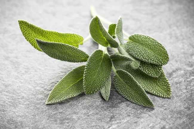 Detail Gambar Daun Sage Nomer 2