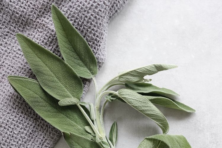 Detail Gambar Daun Sage Nomer 10