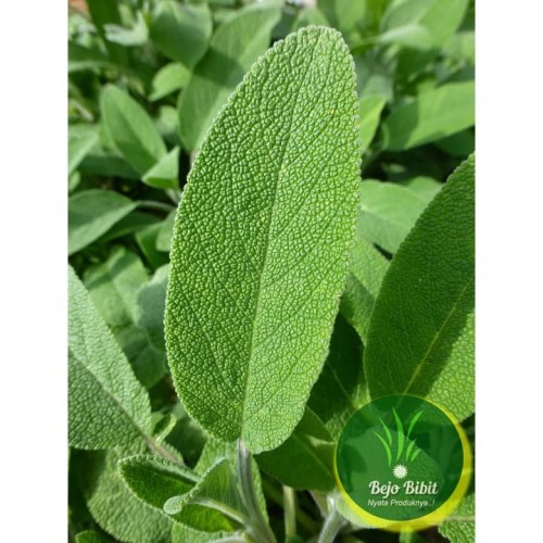 Detail Gambar Daun Sage Nomer 11
