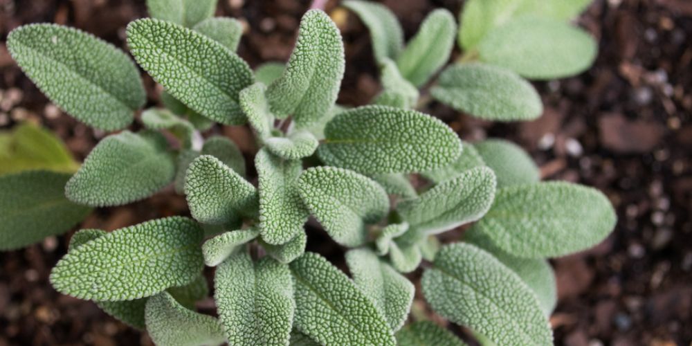 Detail Gambar Daun Sage Nomer 12