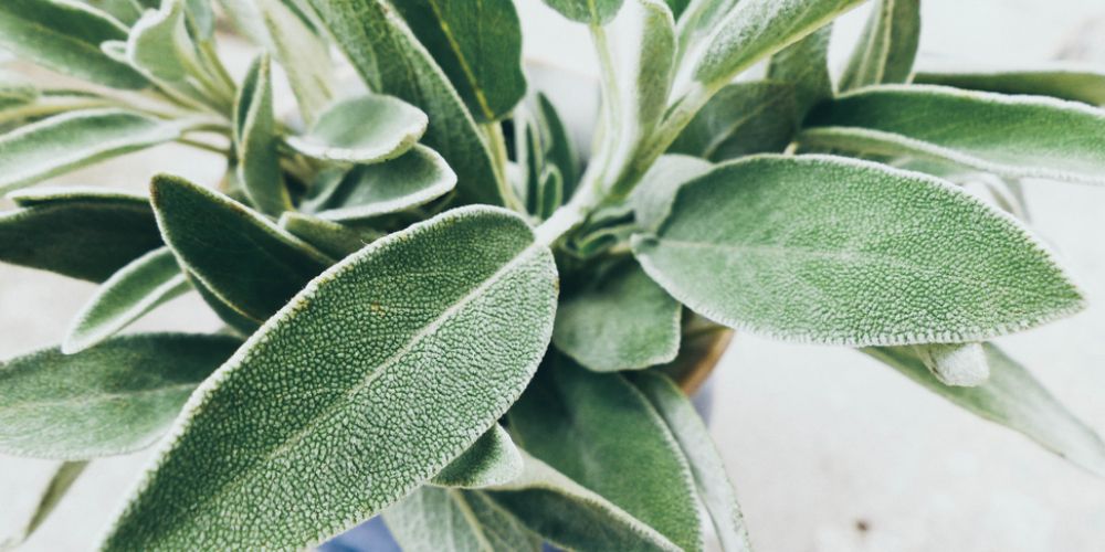 Detail Gambar Daun Sage Nomer 13