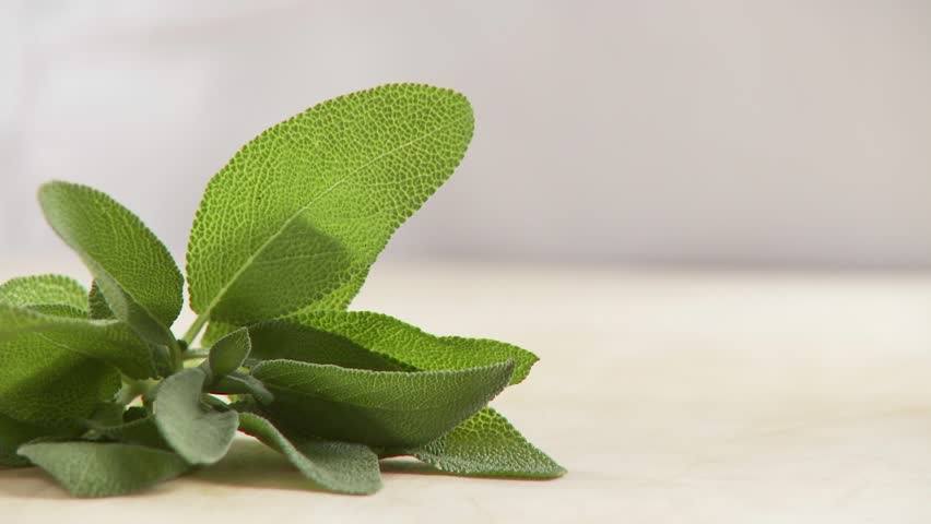 Detail Gambar Daun Sage Nomer 15