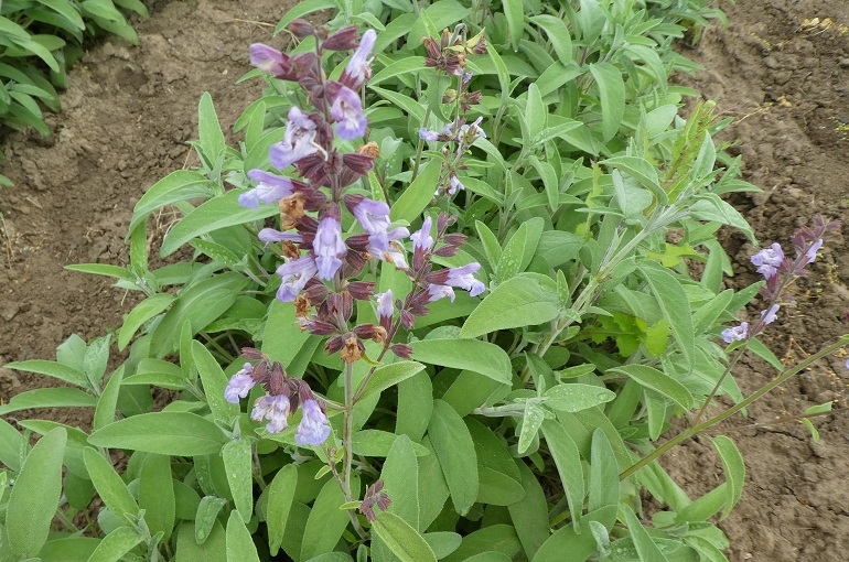 Detail Gambar Daun Sage Nomer 16