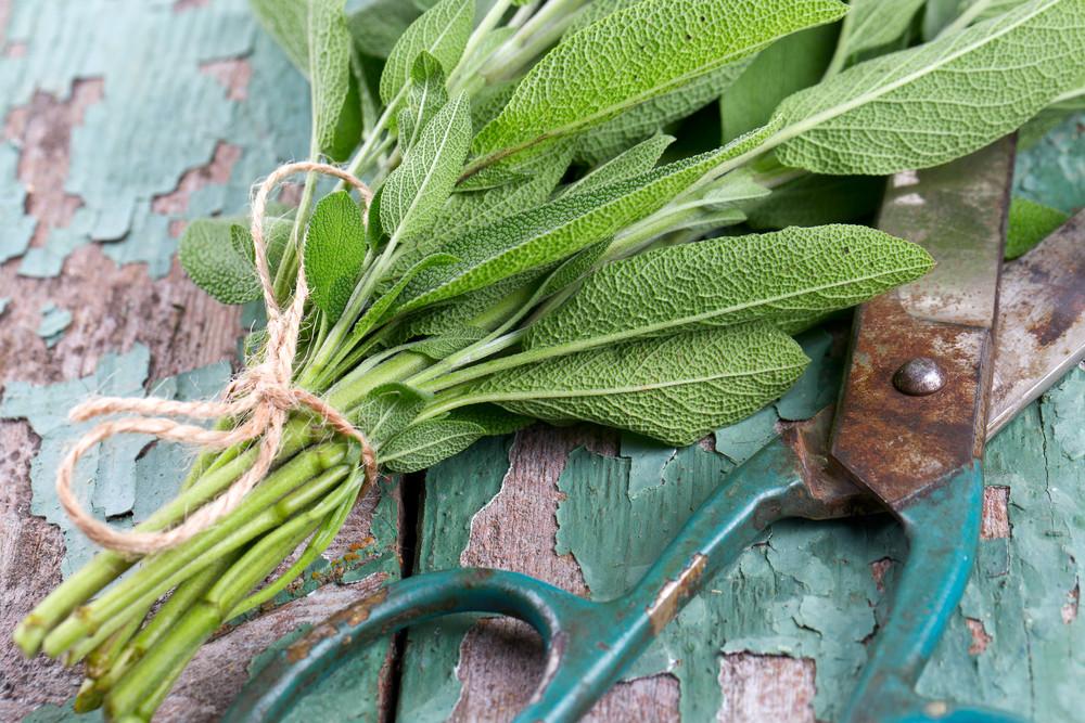 Detail Gambar Daun Sage Nomer 17