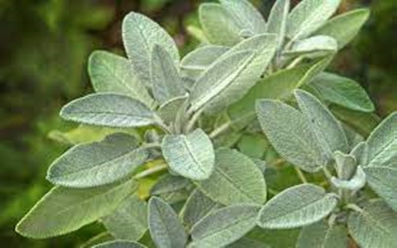 Detail Gambar Daun Sage Nomer 18
