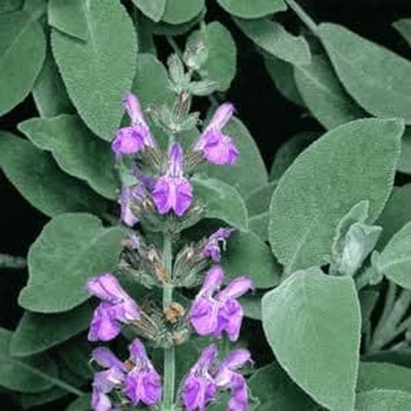 Detail Gambar Daun Sage Nomer 19
