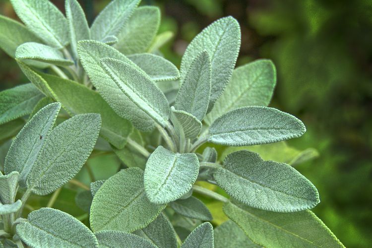 Detail Gambar Daun Sage Nomer 3