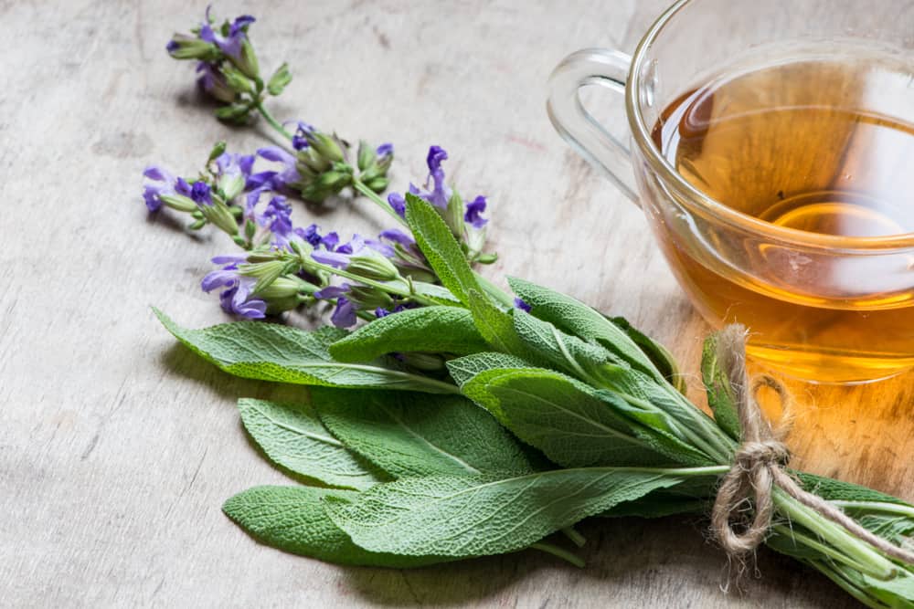 Detail Gambar Daun Sage Nomer 20