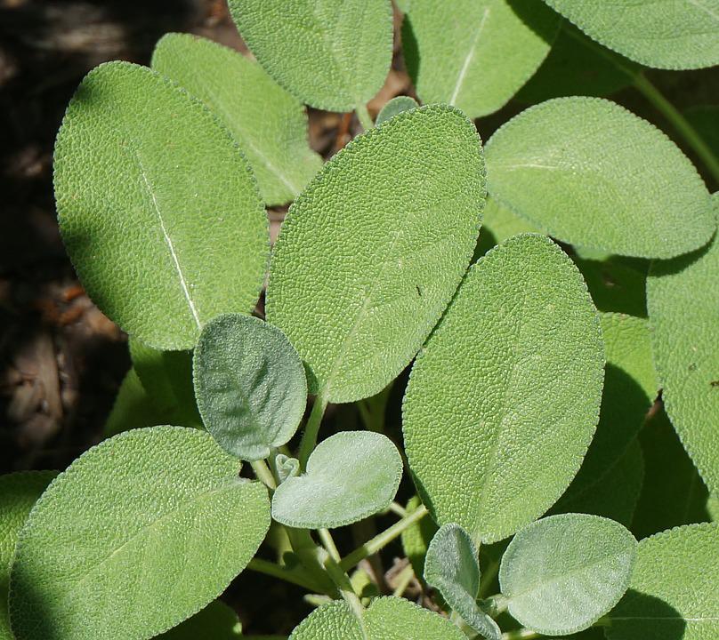 Detail Gambar Daun Sage Nomer 21