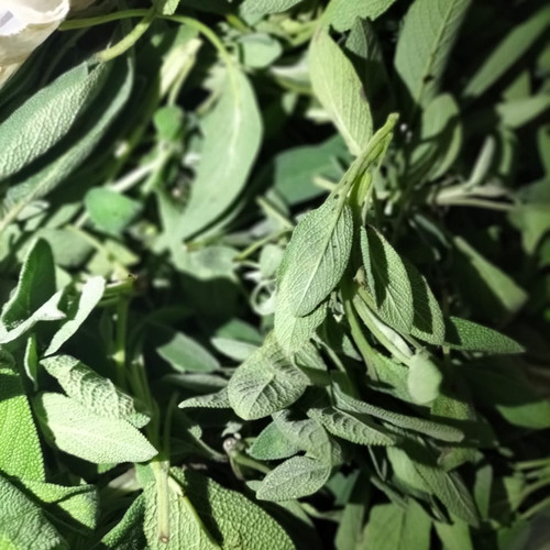Detail Gambar Daun Sage Nomer 22