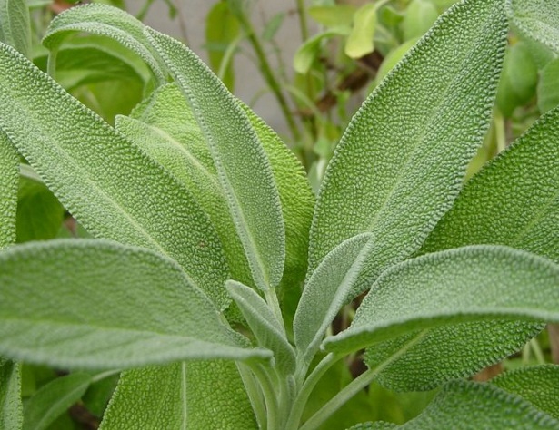 Detail Gambar Daun Sage Nomer 23