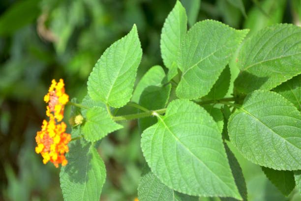 Detail Gambar Daun Sage Nomer 24