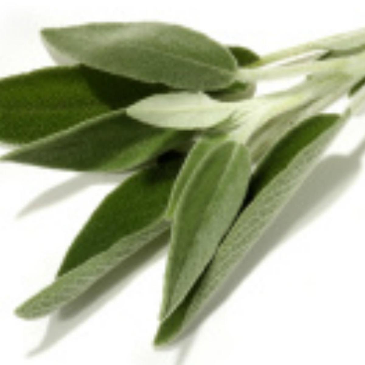 Detail Gambar Daun Sage Nomer 25