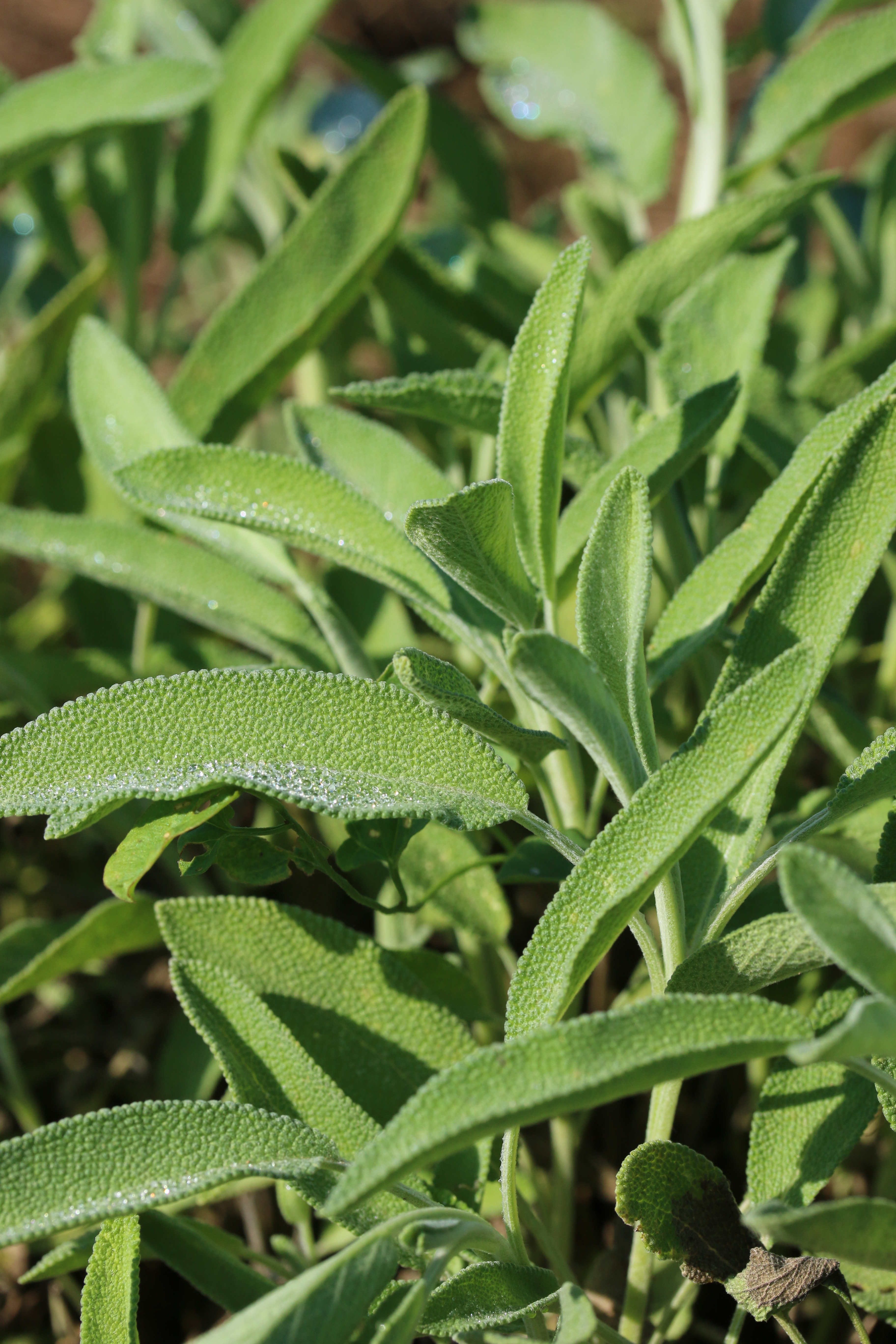 Detail Gambar Daun Sage Nomer 26