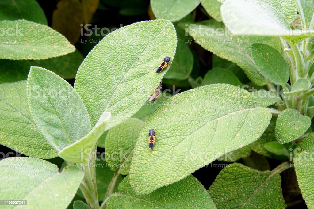 Detail Gambar Daun Sage Nomer 27