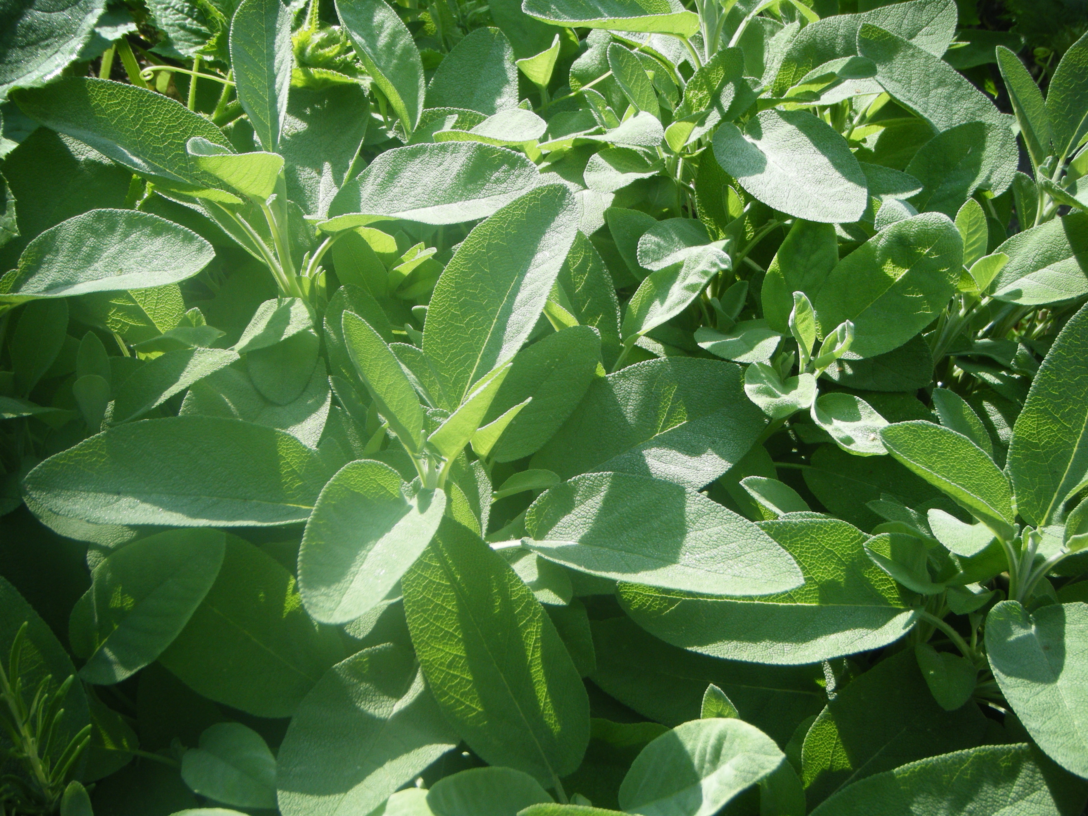 Detail Gambar Daun Sage Nomer 28
