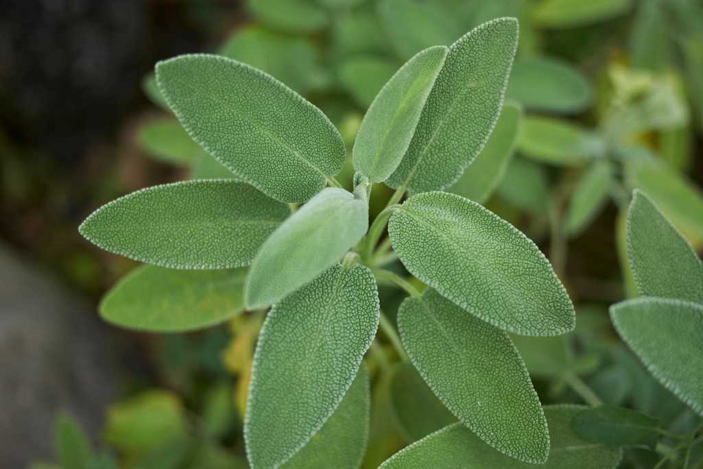 Detail Gambar Daun Sage Nomer 4