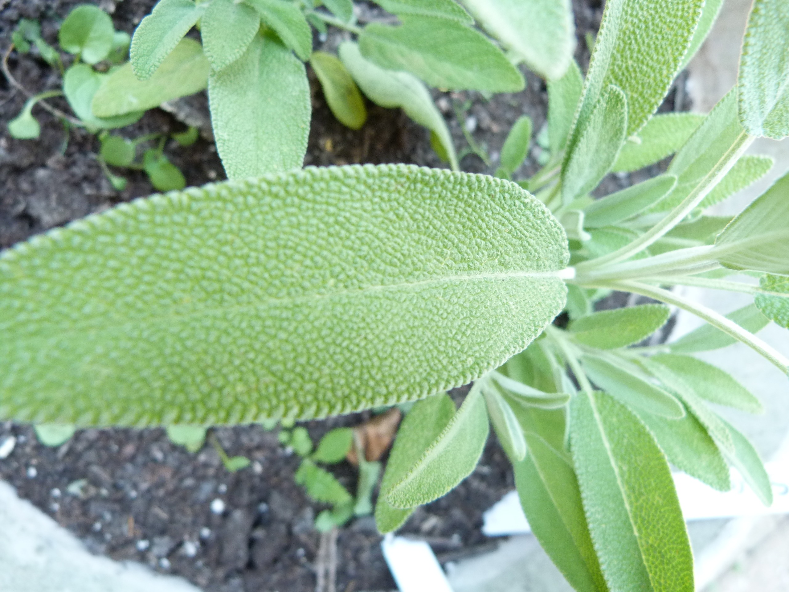 Detail Gambar Daun Sage Nomer 29