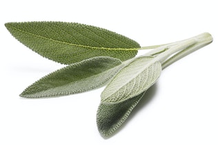 Detail Gambar Daun Sage Nomer 30