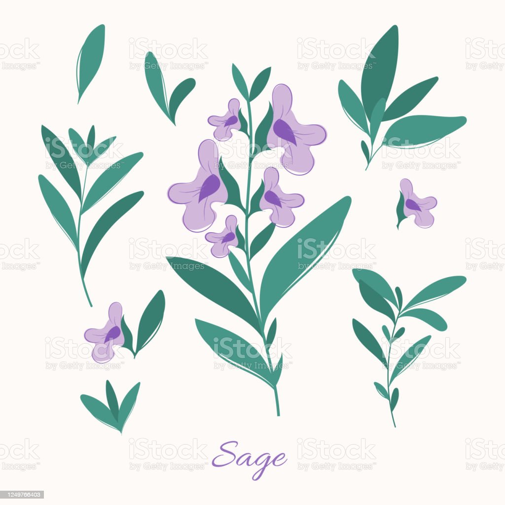 Detail Gambar Daun Sage Nomer 31