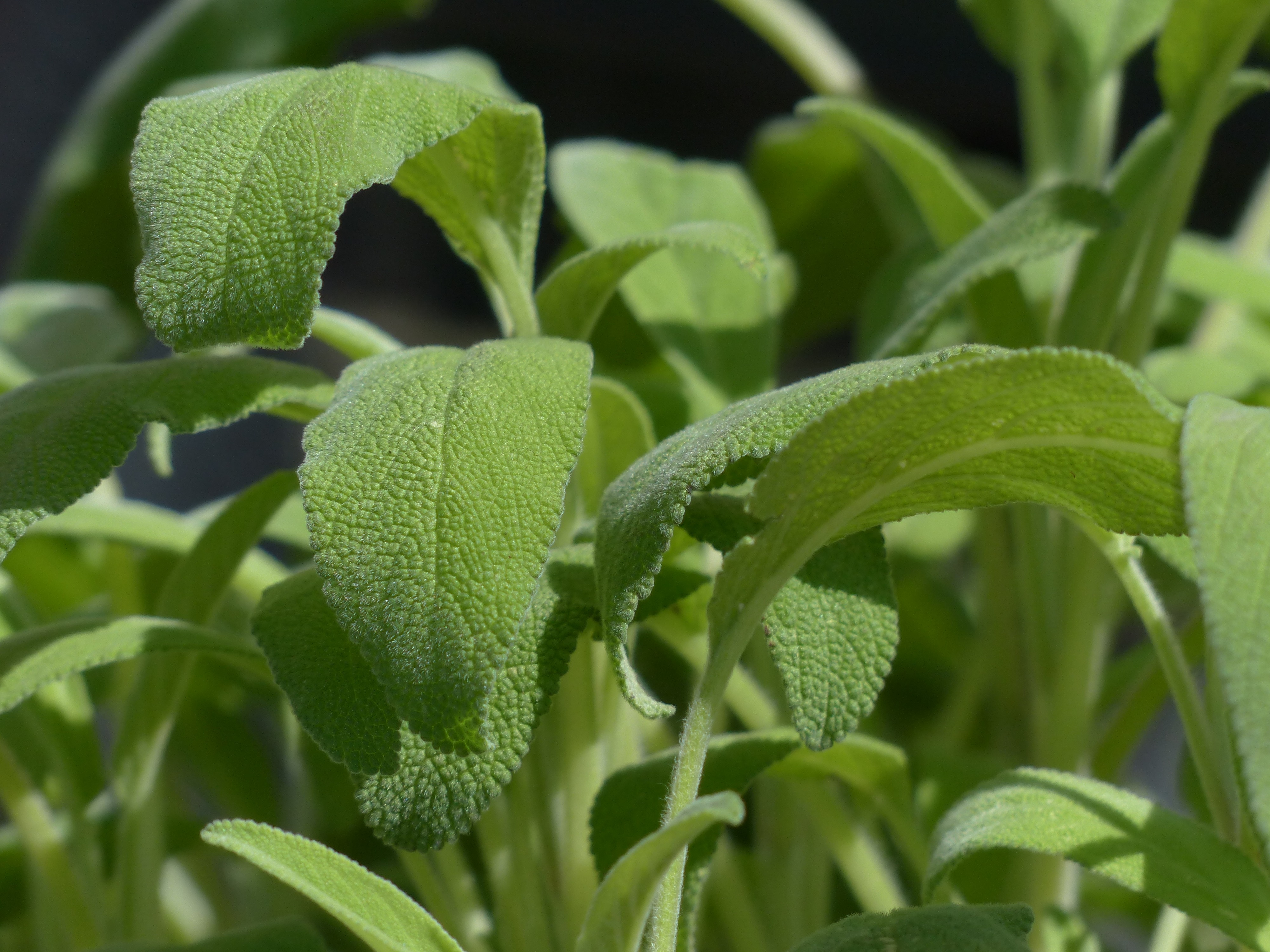 Detail Gambar Daun Sage Nomer 32
