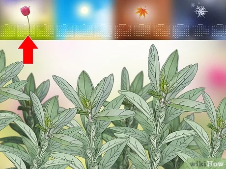 Detail Gambar Daun Sage Nomer 33