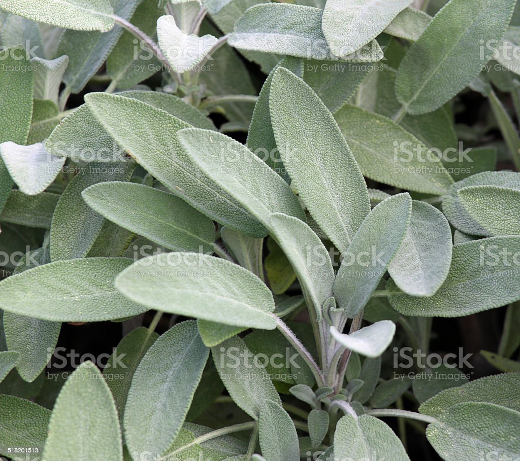 Detail Gambar Daun Sage Nomer 34
