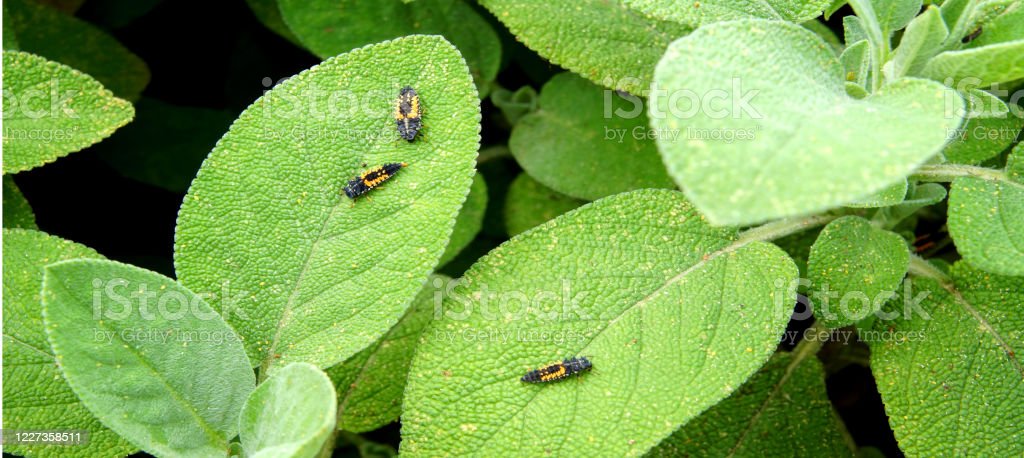 Detail Gambar Daun Sage Nomer 35