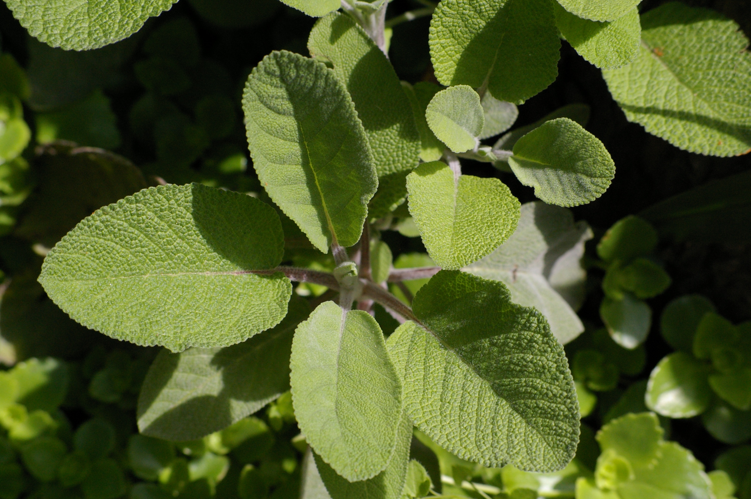Detail Gambar Daun Sage Nomer 37