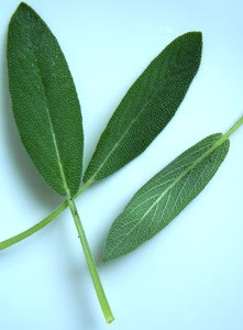 Detail Gambar Daun Sage Nomer 38