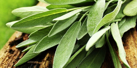 Detail Gambar Daun Sage Nomer 5