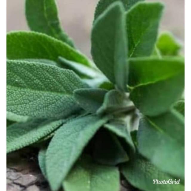 Detail Gambar Daun Sage Nomer 39