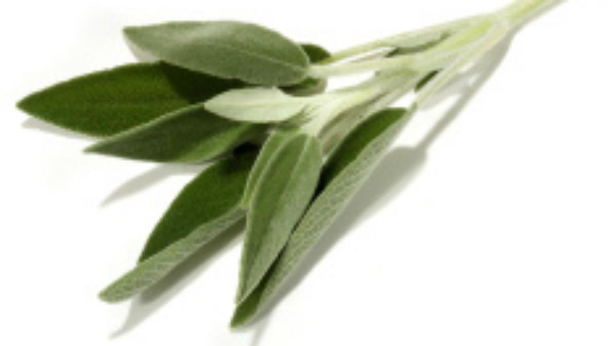 Detail Gambar Daun Sage Nomer 40
