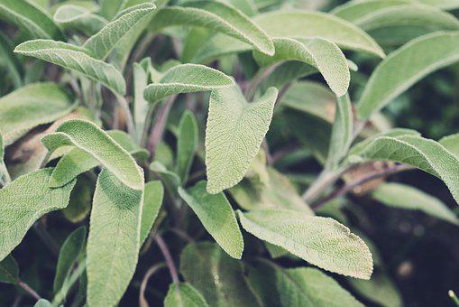 Detail Gambar Daun Sage Nomer 41