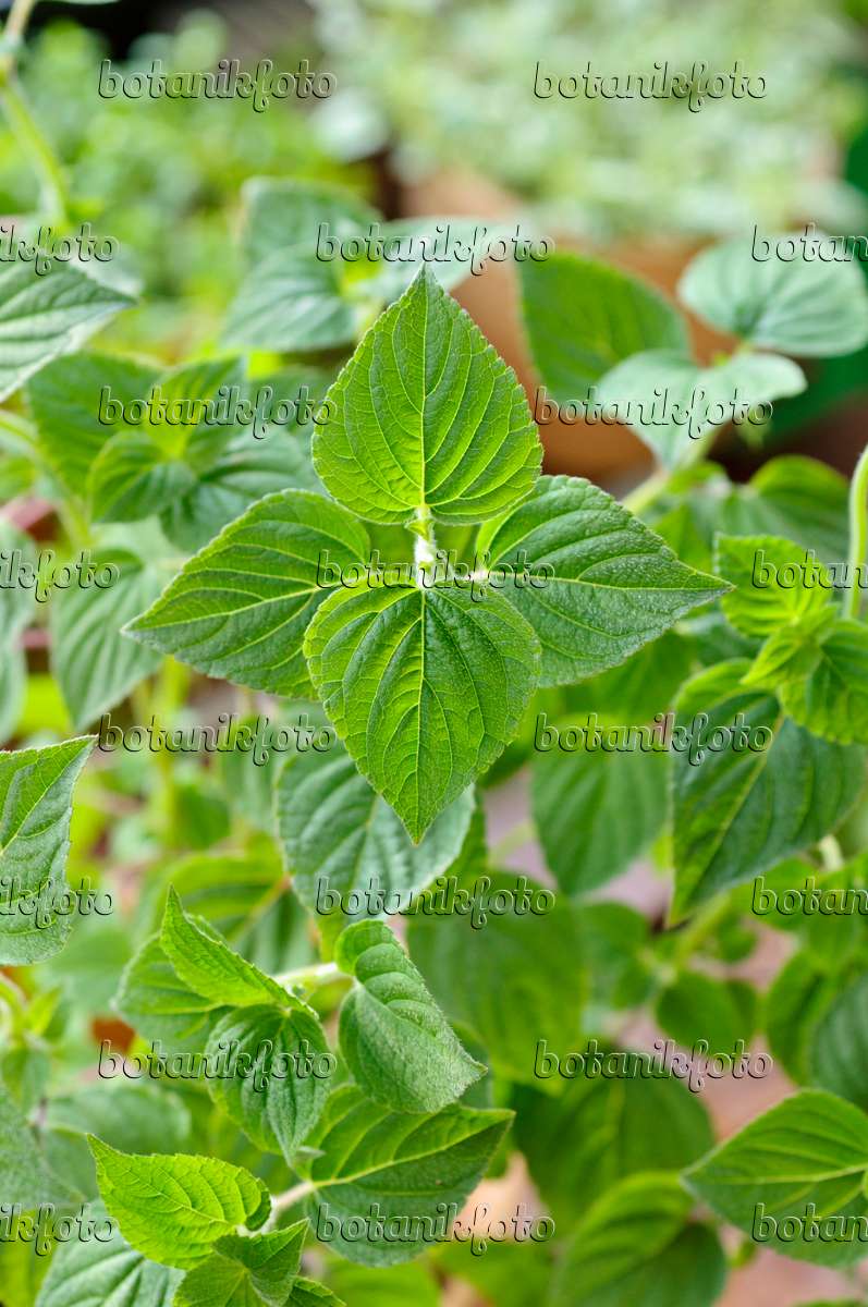 Detail Gambar Daun Sage Nomer 42