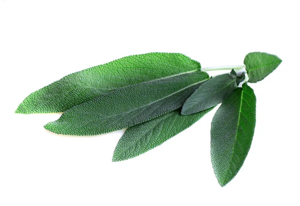 Detail Gambar Daun Sage Nomer 43