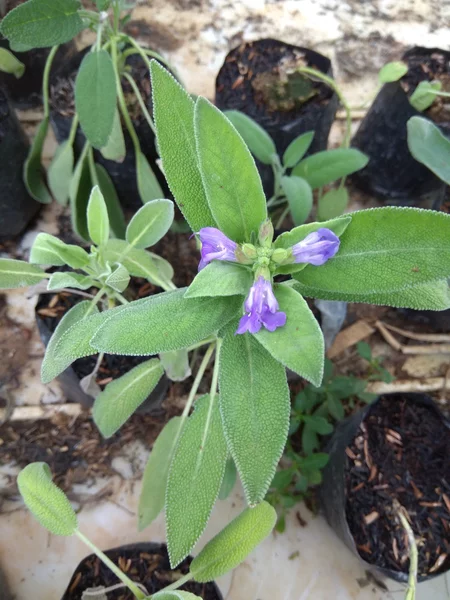 Detail Gambar Daun Sage Nomer 44
