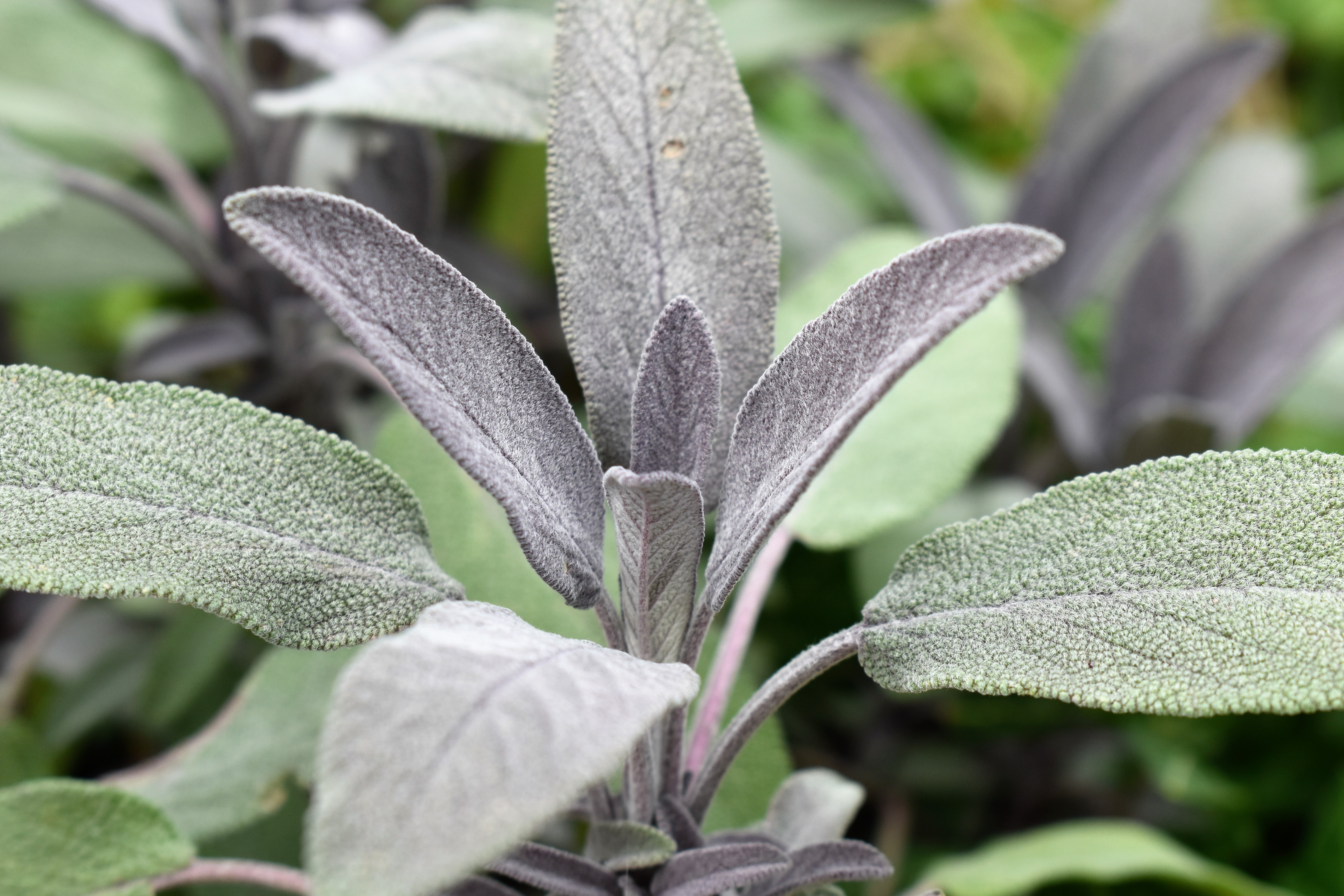 Detail Gambar Daun Sage Nomer 45