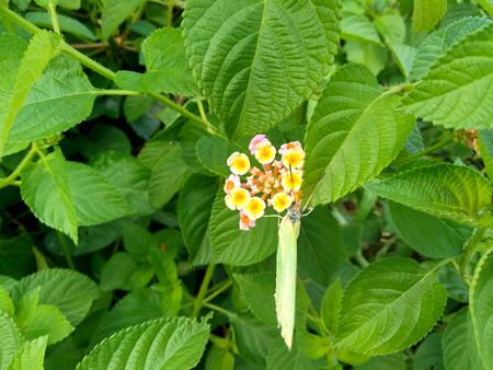 Detail Gambar Daun Sage Nomer 46