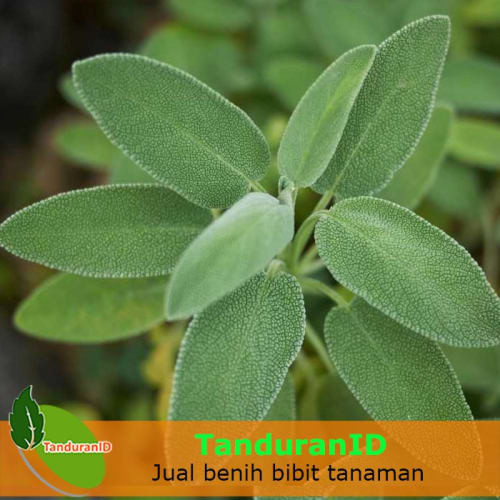 Detail Gambar Daun Sage Nomer 6