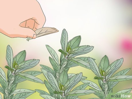 Detail Gambar Daun Sage Nomer 47