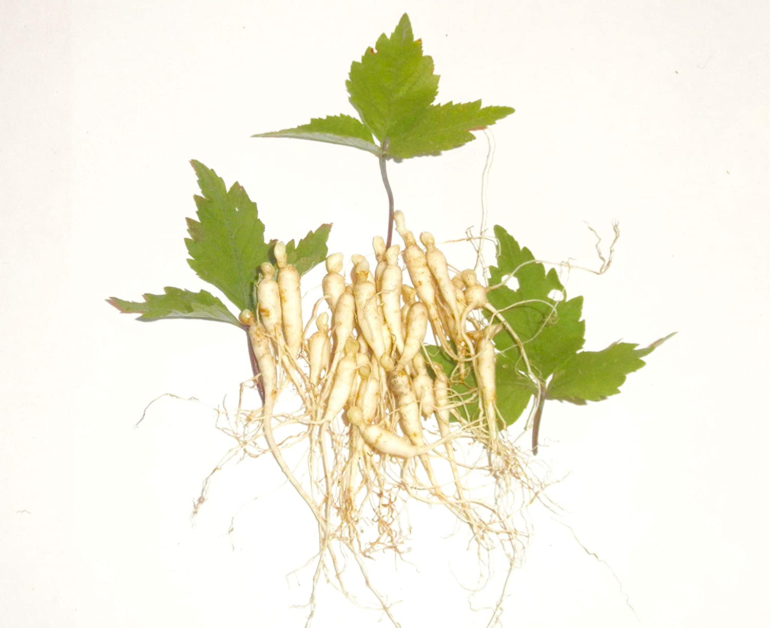 Detail Gambar Daun Sage Nomer 48